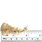 Skanderbeg Albanian Military Commander Pendant 66803 - Image 7